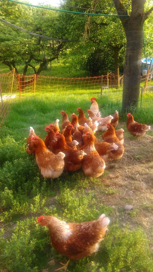 Bed and Breakfast S'Husli Embrach Zewnętrze zdjęcie